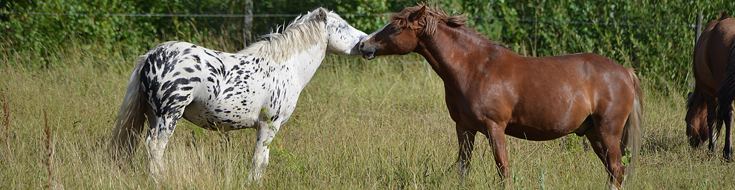 En svart-vit prickig ponny och en fuxponny nosar på varandra i grön hage. Symboliserar LFK integritetspolicy.
