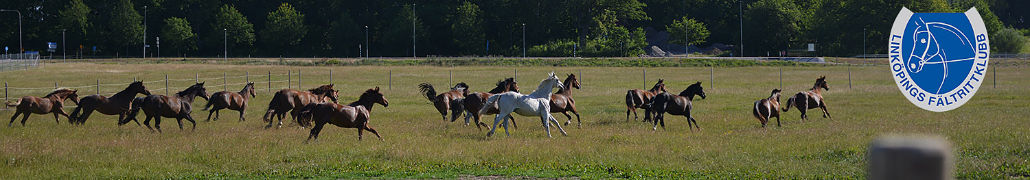 Galopperande hästar i sommarhage galopp mot LFK logga.