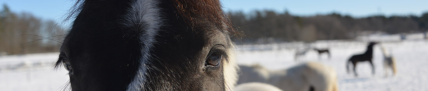 Närbild på hästögon med andra hästar i vinterhage i bakgrunden-LFK-SmedstadRidsporcenter.