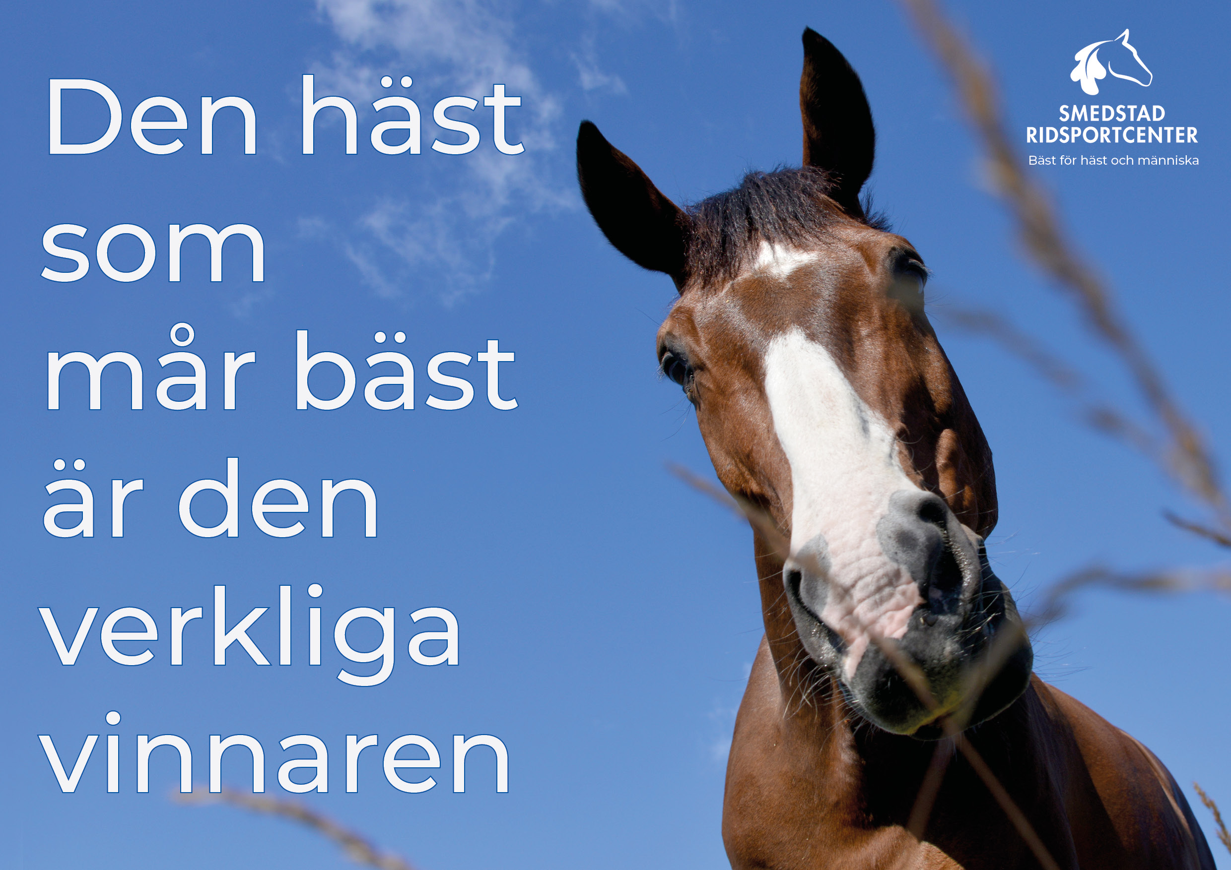 Den häst som mår bäst är den verkliga vinnaren