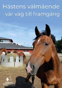 Brun häst i hage framför stall. Text på bild- Hästens välmående - vår väg till framgång. LFK policy.