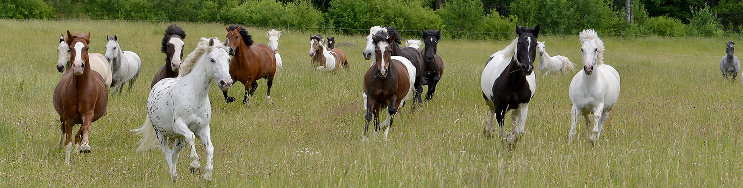 Ponnyer galopperar på gräsfält. Hästvälfärd. LFK. HSO