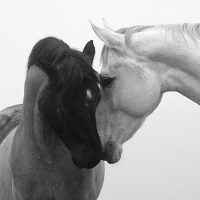 Svartvit bild med mörk o ljus häst nos mot nos. LFK